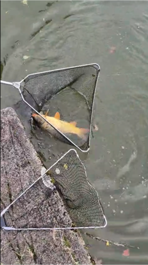 Chyť si kapra 2025_II..png