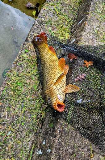 Chyť si kapra 2025_III..jpg